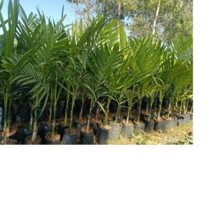 betel nut palm tree
