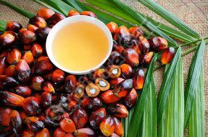 palm oil