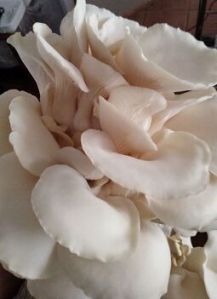 Fresh White Oyster Mushrooms