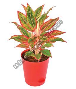 aglaonema plant