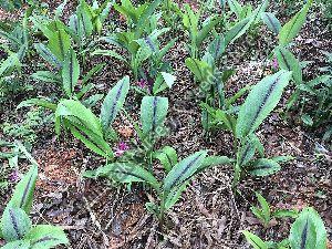 Black Turmeric Plant