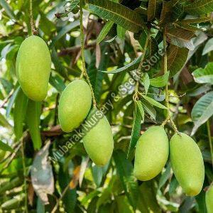 kesar mango plant