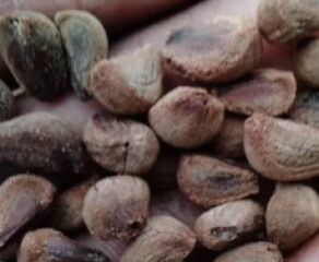 Argyreia Nervosa Seeds