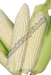 Fresh White Corn