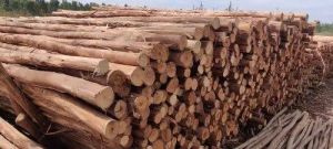 Nilgiri wood