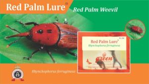 Red Palm Lure
