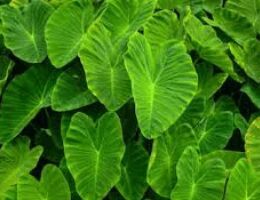 Fresh Taro Leaves