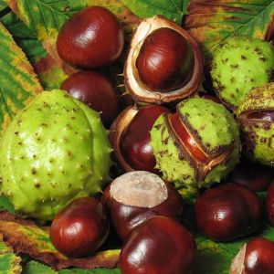 horse chestnut extract