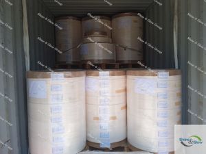 Disposable PE Coated Food Container Raw Material
