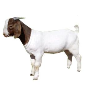 live goat