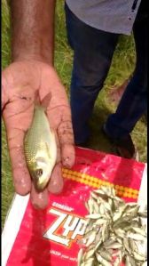 Rohu Fish Seed ( size 1 inch to 3 inch)