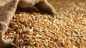 Malting Barley