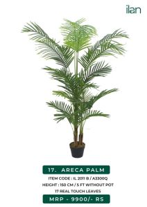 areca palm plant