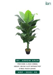 arrow arum 2140 decorative plants