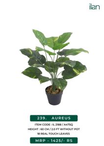 aureus artificial plant