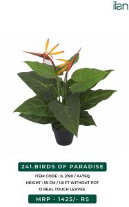 BIRDS OF PARADISE