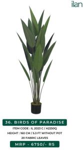 Birds Of Paradise 2023 C Plant