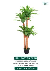boston fern 2099 b plant