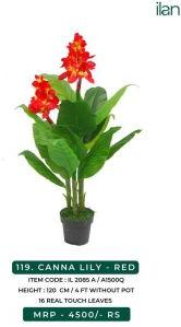 Red Canna Lily Plant