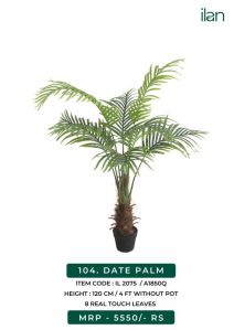 DATE PALM, Size : 4 FT