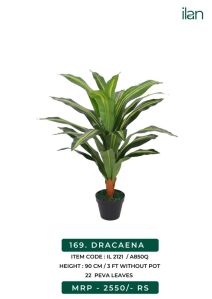 DRACAENA