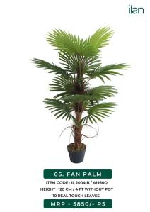 fan palm 2004 b decorative plants