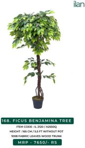 FICUS BENJAMINA TREE