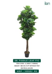 fiddle leaf fig 2038 c plant