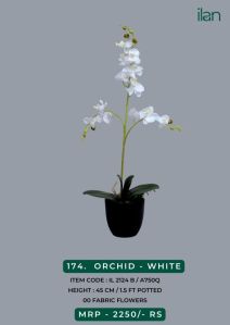 orchid - white 2124 b decorative plant
