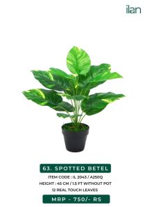 SPOTTED BETEL