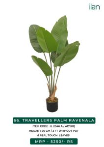 travellers palm ravenala plant