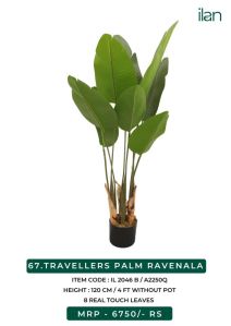 travellers palm ravenala 2046 b plant