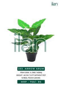 arrow arum plant
