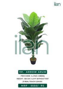 arrow arum 2140 decorative plants