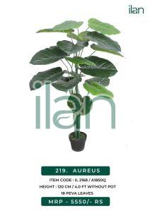 aureus 2168 decorative plant