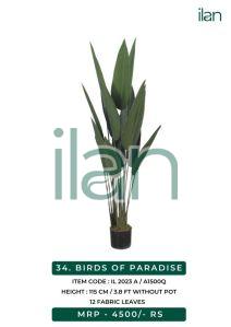 birds of paradise 2023 a plant