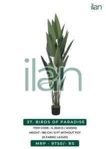 birds of paradise d plant