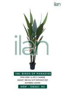 birds of paradise 2111 c plant