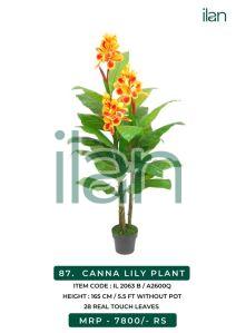 CANNA LILY PLANT