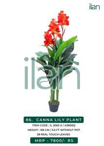 CANNA LILY PLANT 2063 A