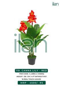 red canna lily plant