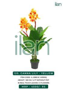 canna lily yellow decorative plants