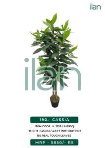cassia 2139 artificial cassia plant