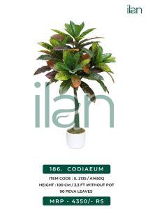 codiaeum plant