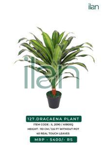 DRACAENA PLANT
