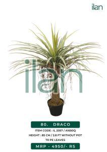 draco artificial plants