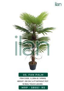 fan palm 2004 b decorative plants