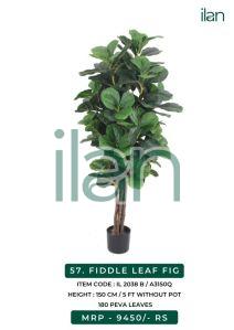 fiddle leaf fig 2038 b plant