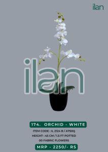 orchid - white 2124 b decorative plant
