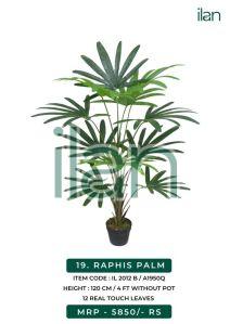 raphis palm plant 2012 b